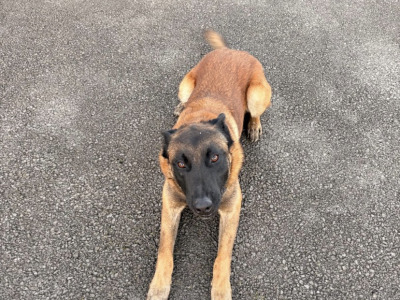 Hunter is an IKC Registered male Belgian Malinois 2 years old for sale in Westmeath